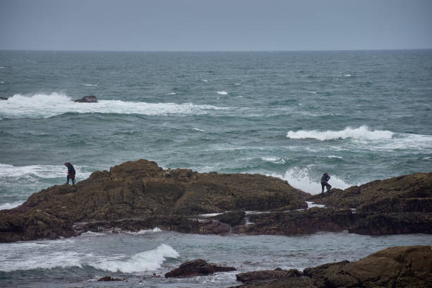 Baiona, Pontevedra, Spain; October,26,2022: Fisherman in a wetsuit in his dangerous job collecting barnacles on the rocks of the Cabo Silleiro Breakwater in Baiona, Galicia