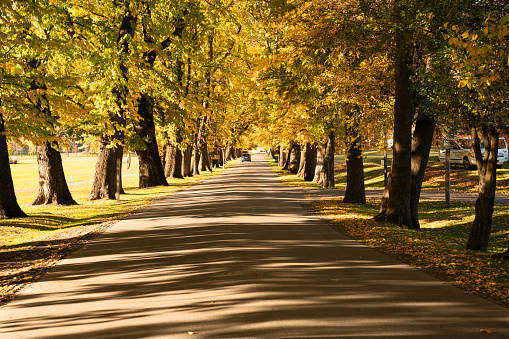 Autumn scenery in Queenstown, New Zealand. The sunlight stretches the shadows of the trees onto the road in the middle of the frame, creating an idyllic scene.
