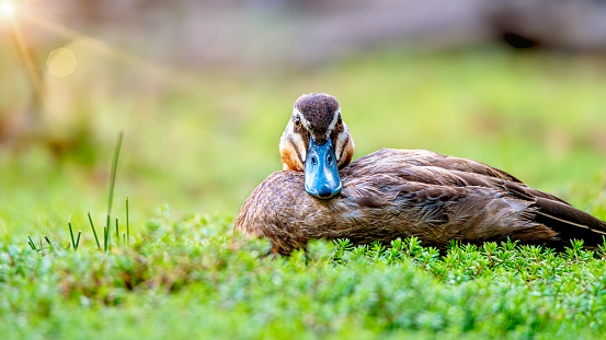 Pacific black duck resting in the grass