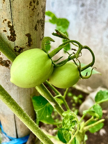 Green tomatoes planted in the home garden