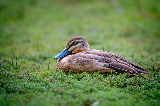 Pacific black duck resting in the grass