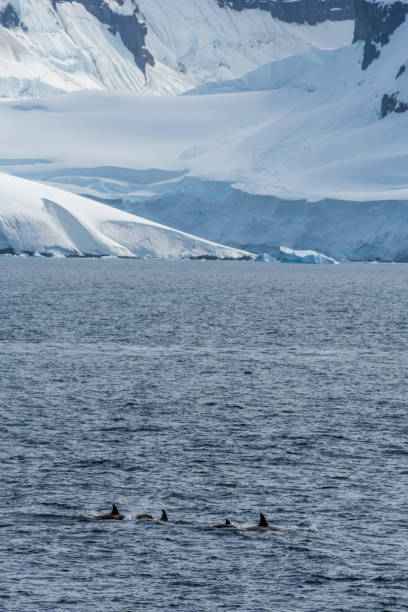 istock Killer whales in the Antarctic 2149063474