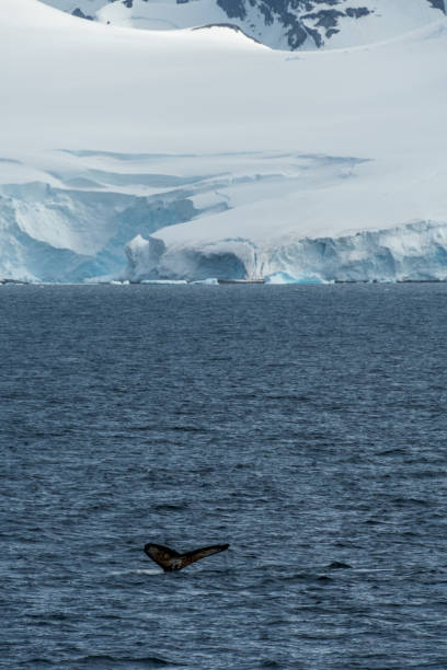istock Diving whale in the antarctic 2149063475