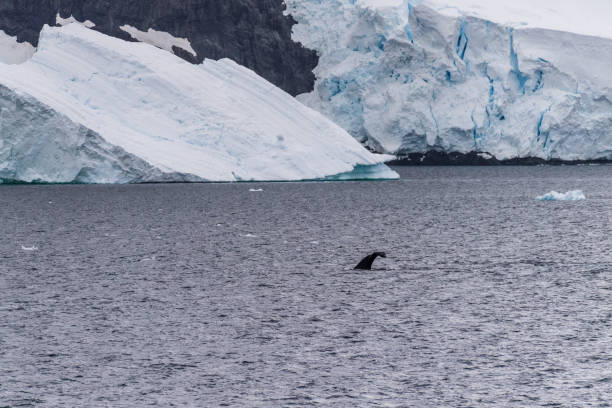 istock Antarctic landscape with a diving whale 2149063479