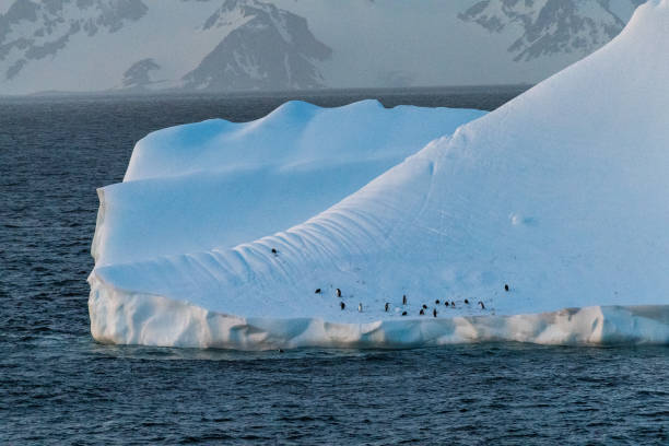istock Gentoo Penguins in Antarctica 2149063481