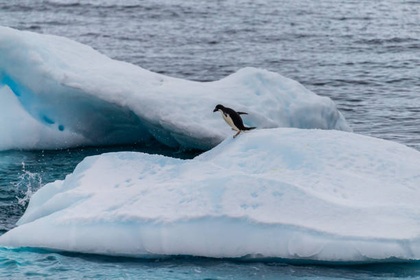 istock Adelie Penguins in Antarctica 2149063496