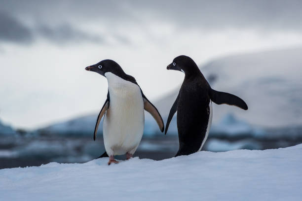 istock Adelie Penguin standing on an iceberg 2149063511