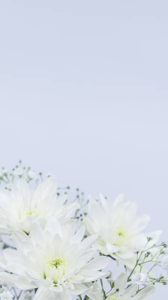 istock White chrysanthemum. Funeral white flowers. 2149063516