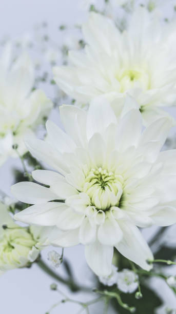 istock White chrysanthemum. Funeral white flowers. 2149063520