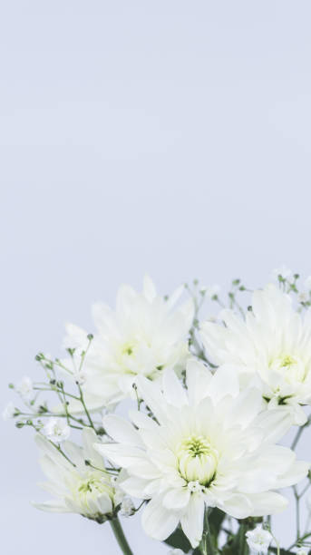 istock White chrysanthemum. Funeral white flowers. 2149063523