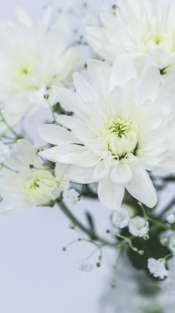 istock White chrysanthemum. Funeral white flowers. 2149063525