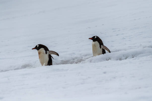 istock Gentoo colony at Danco Island 2149063527