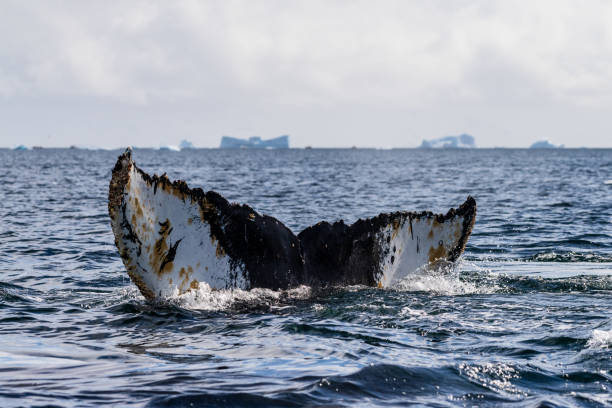istock Tail of a humpback whale in the Antarctic 2149063562