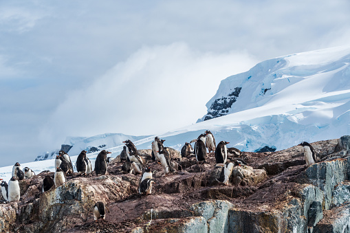 A group of Gentoo Penguin -Pygoscelis papua- standing on a rock near the Cierva Cove, on the Antarctic peninsula