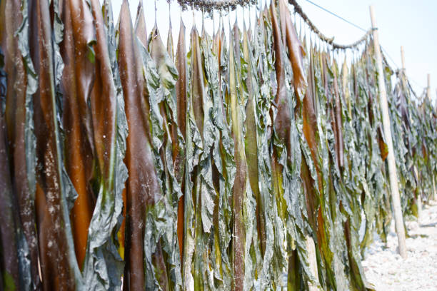 Kelp dried outdoors