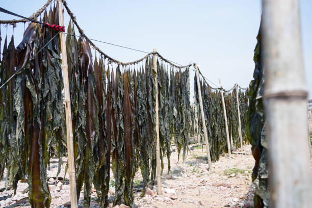 Kelp dried outdoors