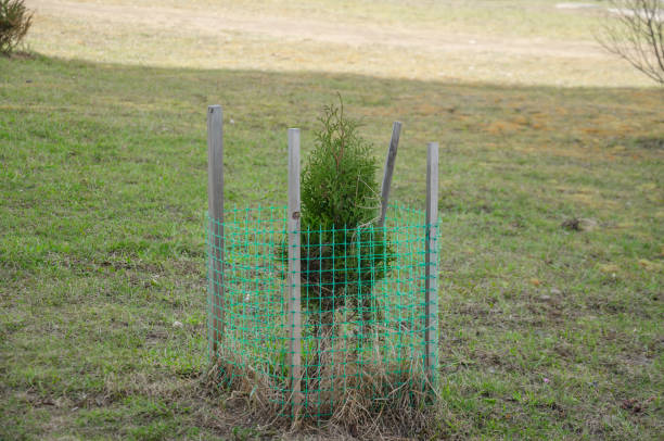 istock Thuja seedlings are planted on the lawn and covered with a net 2149063686