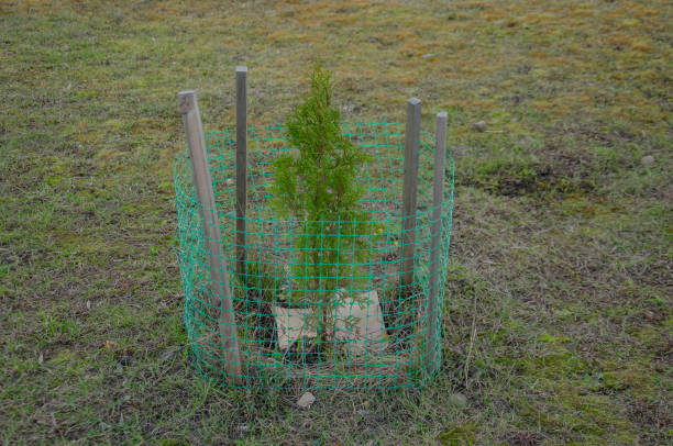 istock Thuja seedlings are planted on the lawn and covered with a net 2149063688