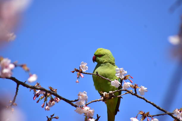 istock Portrait of the bird called rose-ringed parakeet 2149063796