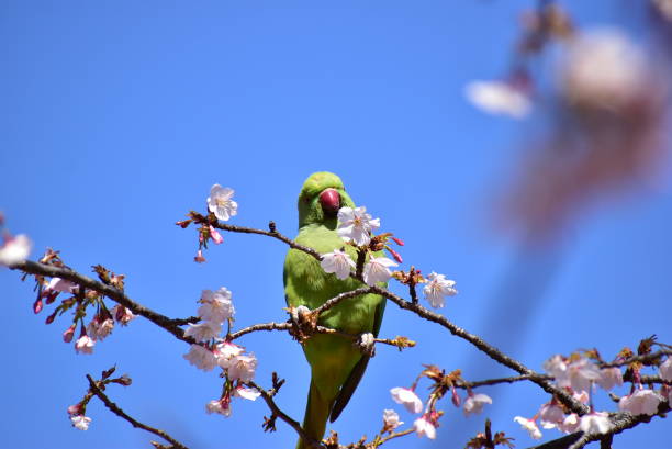 istock Portrait of the bird called rose-ringed parakeet 2149063805