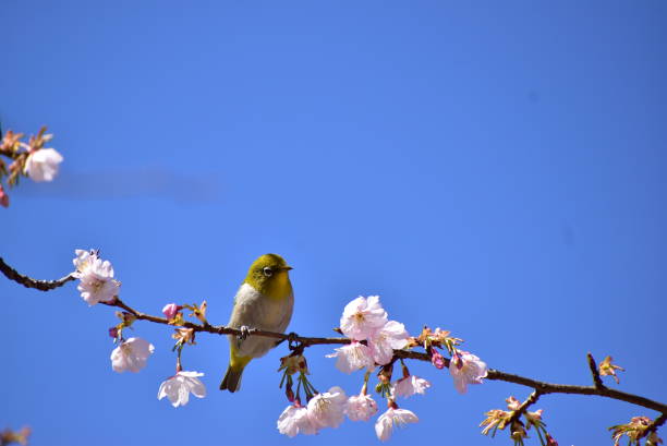 130+ Fotos, Bilder und lizenzfreie Bilder zu Musashinomori Park iStock