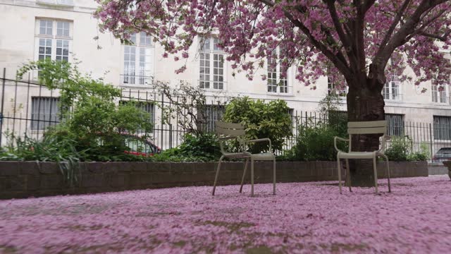 Morning spring in Paris with cherry blossom at a square with a wide angle lens dolly forward