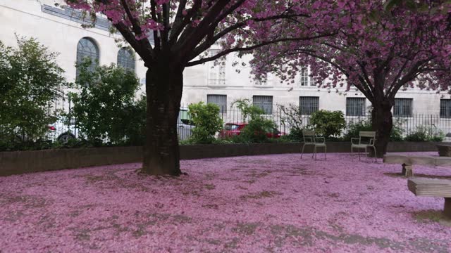 Morning spring in Paris with cherry blossom at a square with a wide angle lens dolly forward in slow motion
