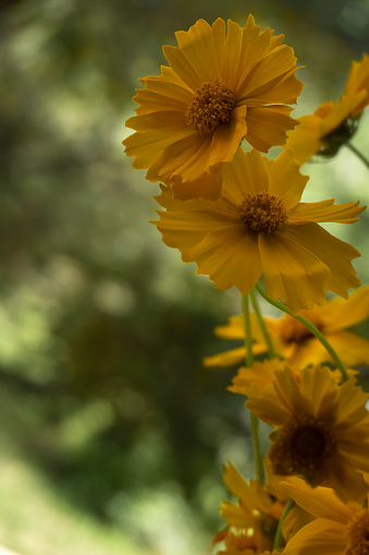 Coreopsis grandiflora 'Presto' is an annual Asteraceae with yellow flowers.