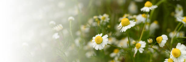 istock Chamomile flowers field in sun ligh. Web-banner with place for text 2149064366