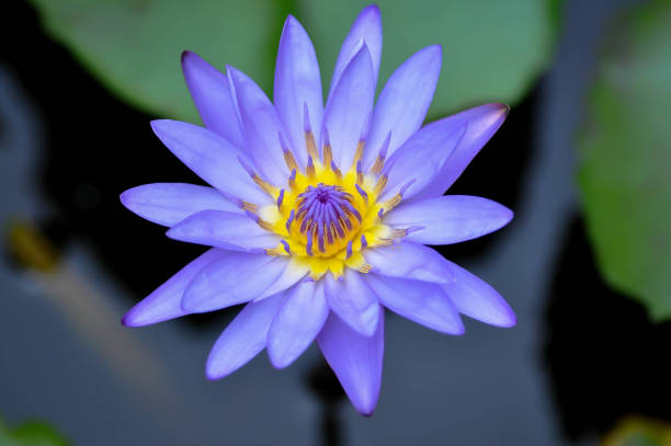istock lotus or florescent purple lotus 2149064464