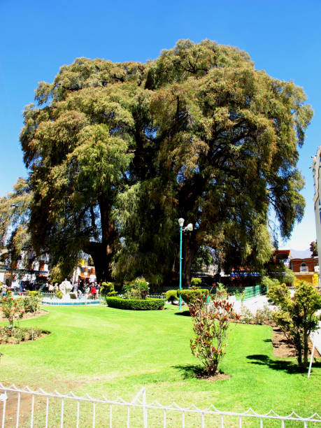 istock The oldest tree - El Arbol del Tule, Mexico 2149064484