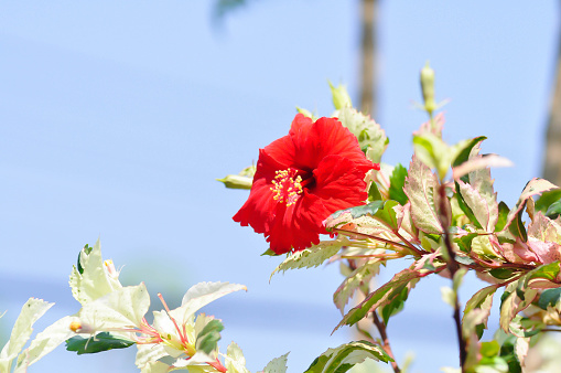 Chinese rose, hibiscus or Hibiscus Rosa-Sinensis Variegata with red flower in the garden