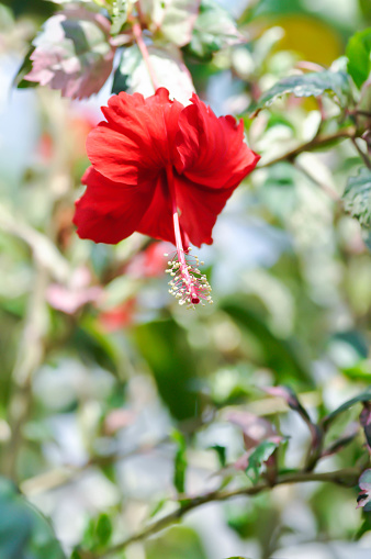 Chinese rose, hibiscus or Hibiscus Rosa-Sinensis Variegata with red flower in the garden