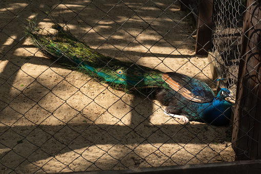 peacock in a cage. Animals in captivity
