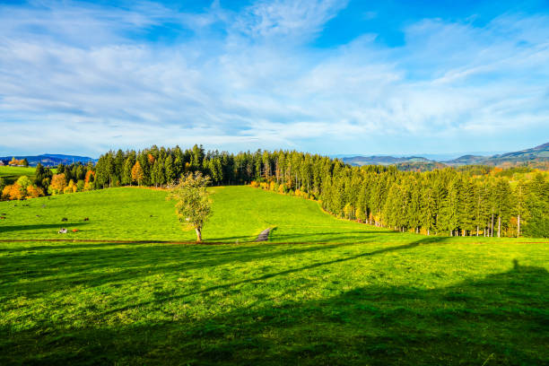 Autumnal landscape in the Black Forest. Nature with forests, hills and fields.