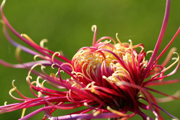 Red and yellow chrysanthemum blooming in green background