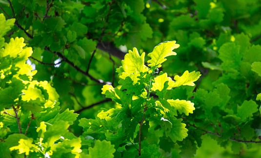 Green leaves on an oak tree. Background.