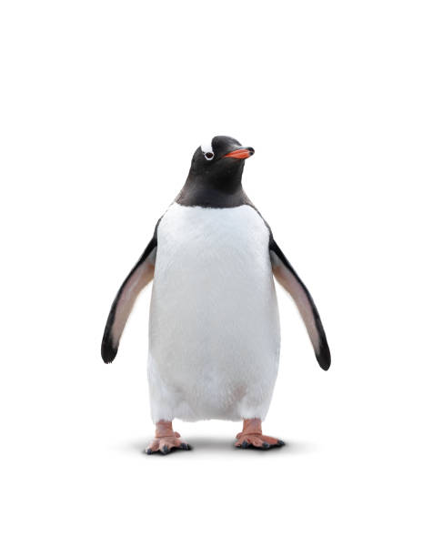 Front view of cute standing Gentoo penguin isolated on white background. Seabird and Antarctic animal. Pygoscelis Papua.