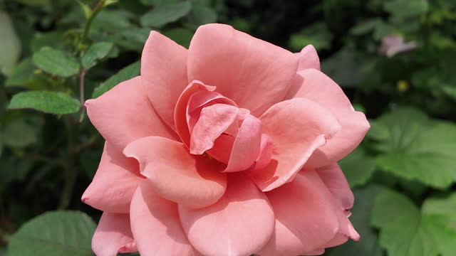 Rose color Flowers in Spring Season