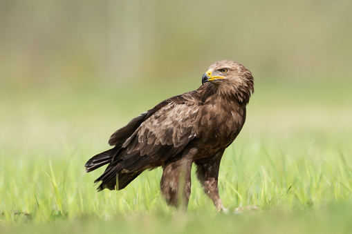 Birds of prey - Lesser Spotted Eagle Aquila pomarina , hunting time, wildlife Poland Europe