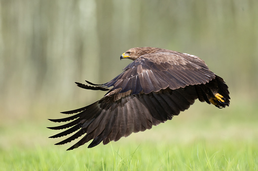 Birds of prey - Lesser Spotted Eagle Aquila pomarina , hunting time, wildlife Poland Europe