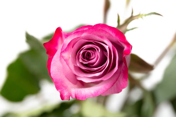 Purple rose on green
