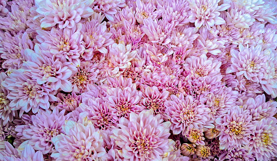 A natural pattern of the soft pink Chrysanthemum flowers. Background. Backdrop.