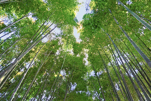 Low angle view of trees growing in bamboo grove.