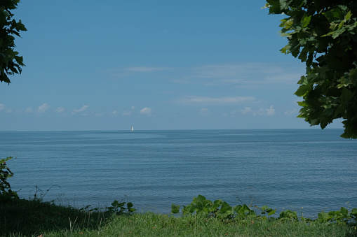 White sail on the blue sea. Green meadow with trees on the shore of the calm blue sea. small white sail on the horizon