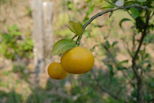 tangerine tree. yellow ripe tangerine on the tree