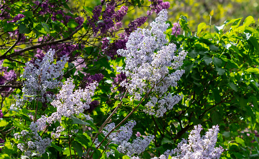 Lilac flowers on a tree in spring.