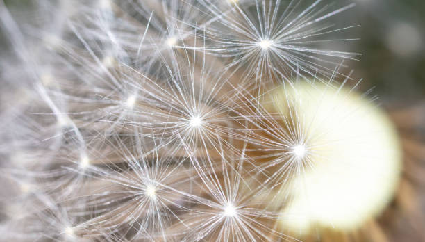 istock Fluff on dandelions as a background. Extreme macro 2149066253