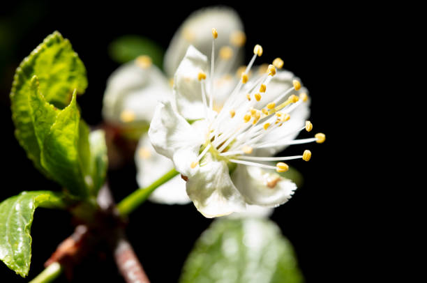 April, Backgrounds, Beauty, Beauty In Nature, flowers