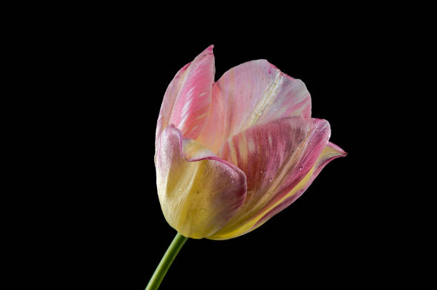 istock Pink tulip flower on a black background 2149066384